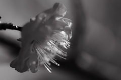 Transparent