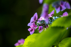 Hydrangea