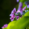 Hydrangea