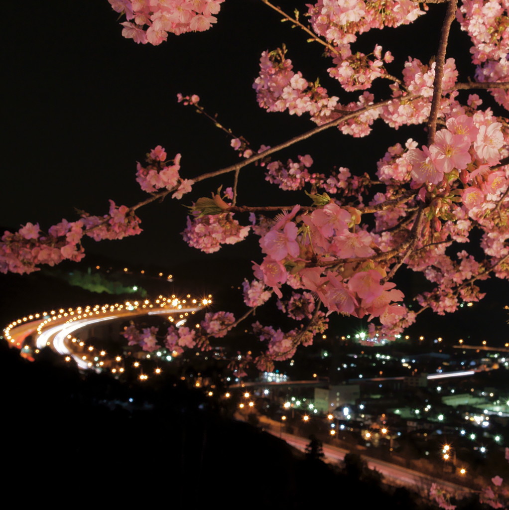 夜桜と高速