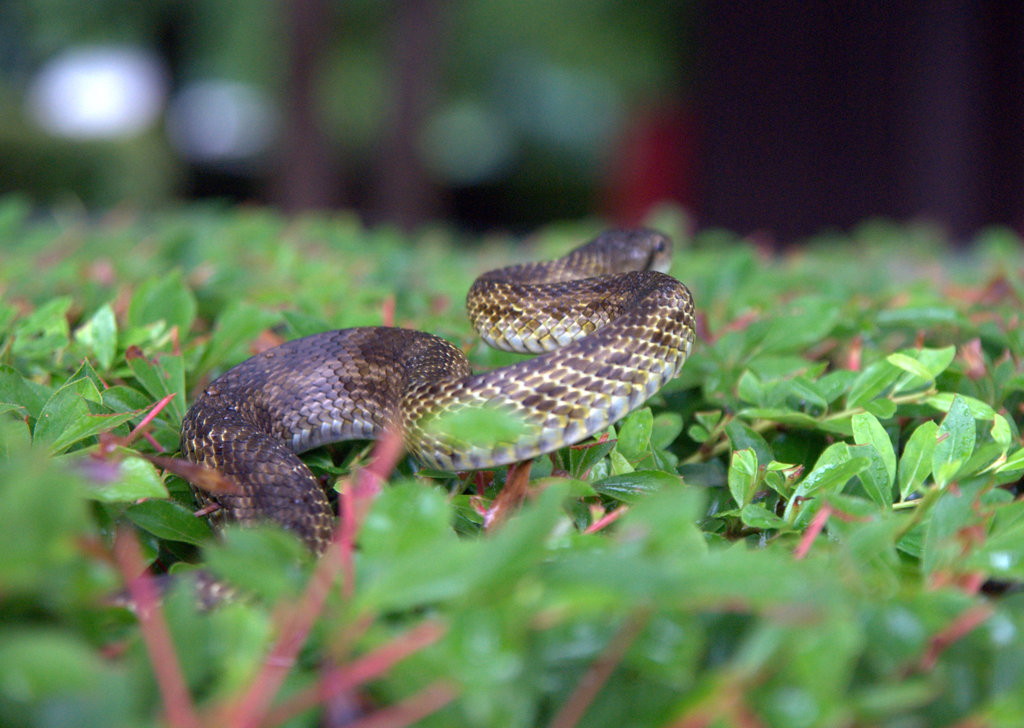 げっ！ヘビだぁ