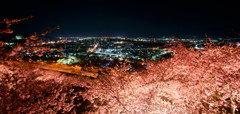 桜と夜景