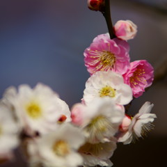 As You Like