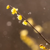 雪のわたらせ05