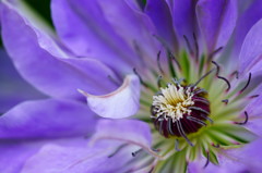 Clematis