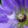 Clematis
