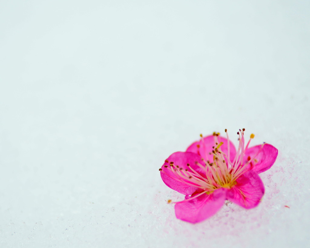 雪中梅