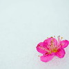 雪中梅