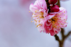 花曇り