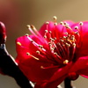 紅梅