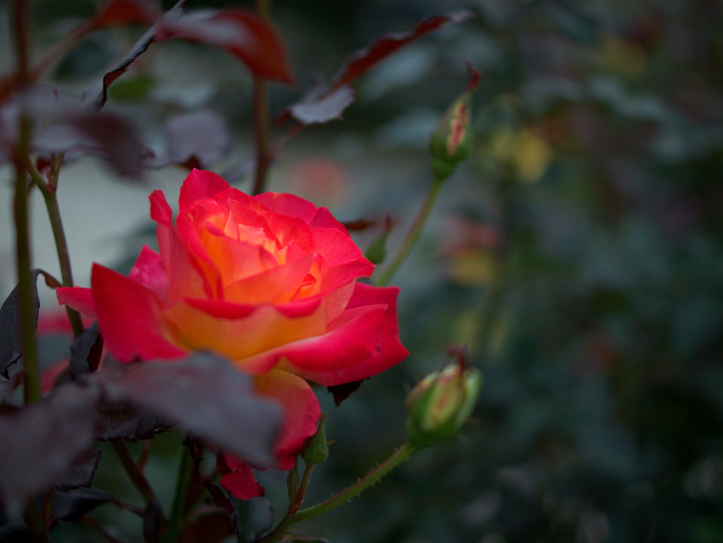 薔薇