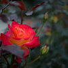 薔薇