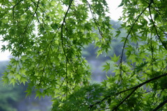 雨のモミジ