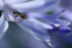 Agapanthus