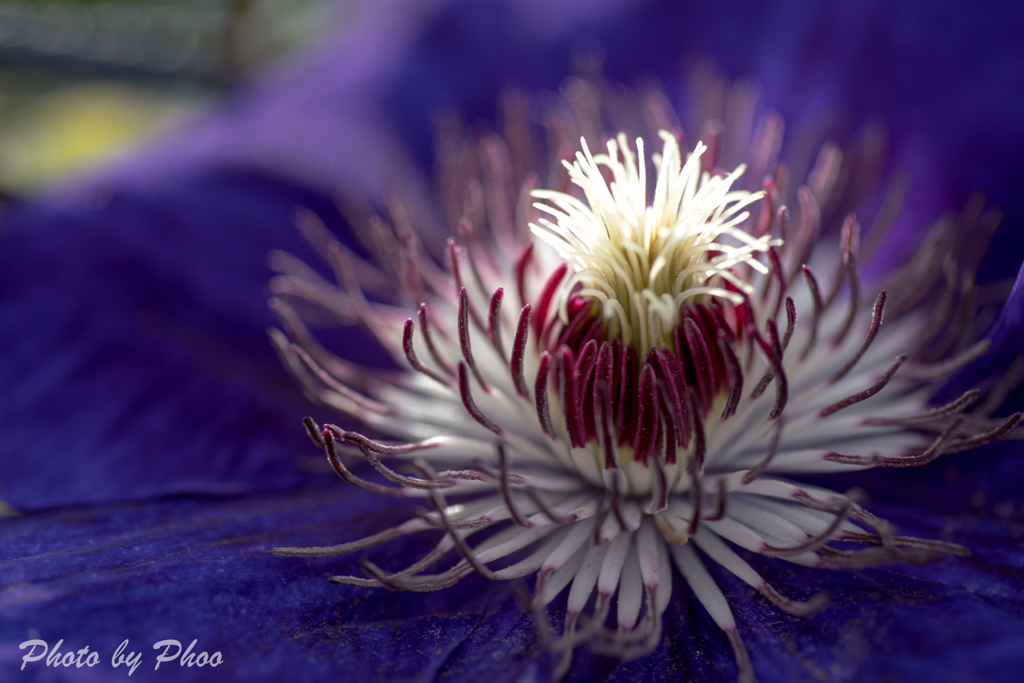 Clematis