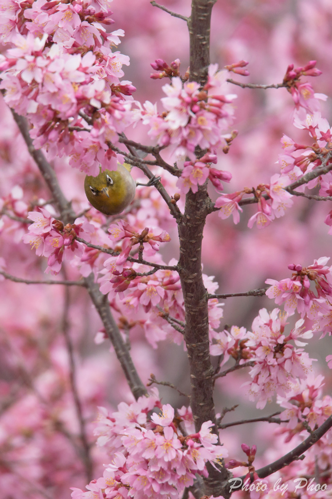 おかめ桜とメジロ 2