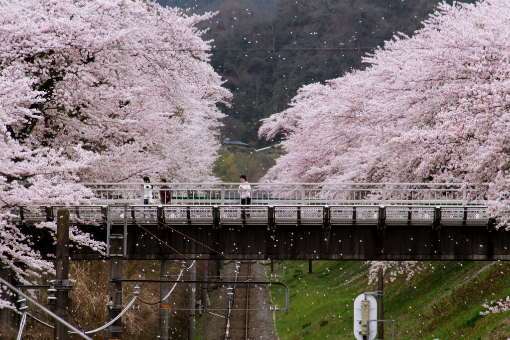 山北の桜2