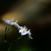 Silent