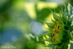 夏の蕾