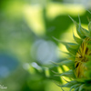 夏の蕾