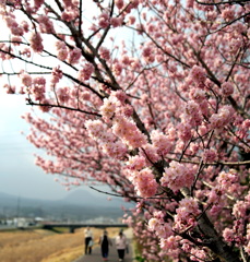 ハルメキ桜
