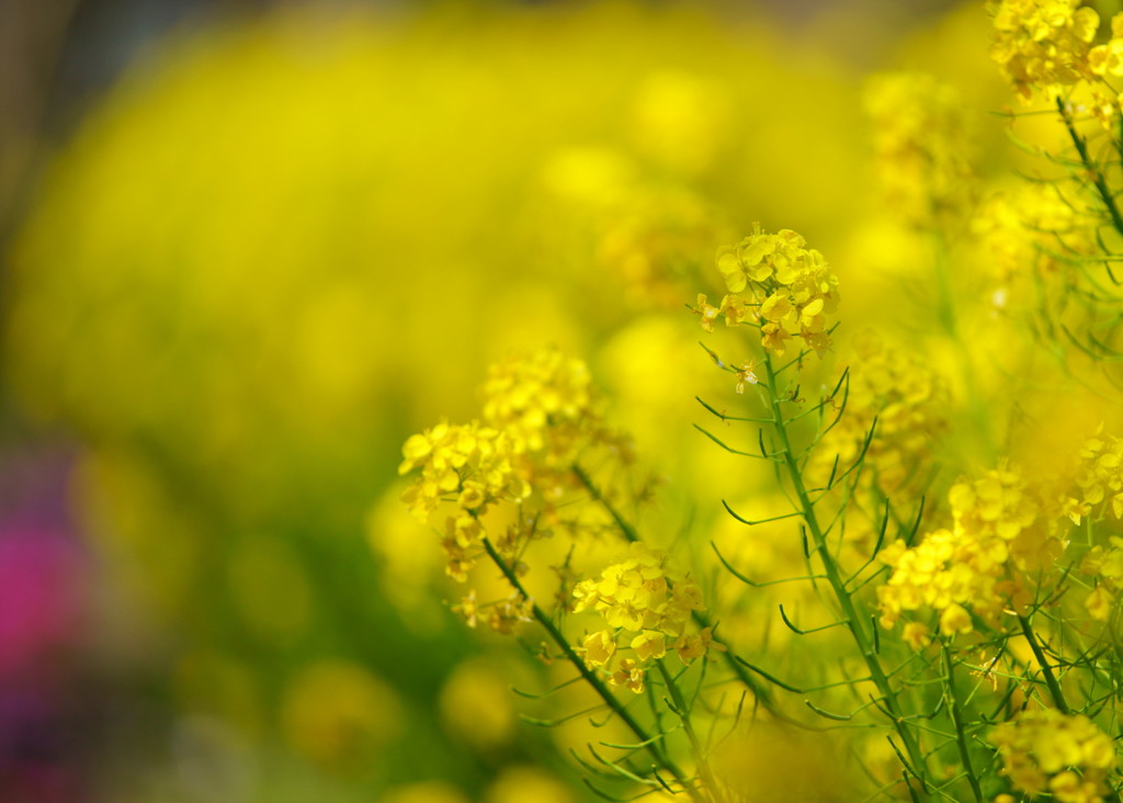 Spring in 上神梅 I