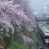 春雨に濡れて