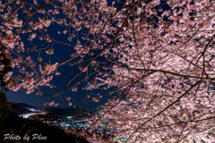 夜桜と高速道路