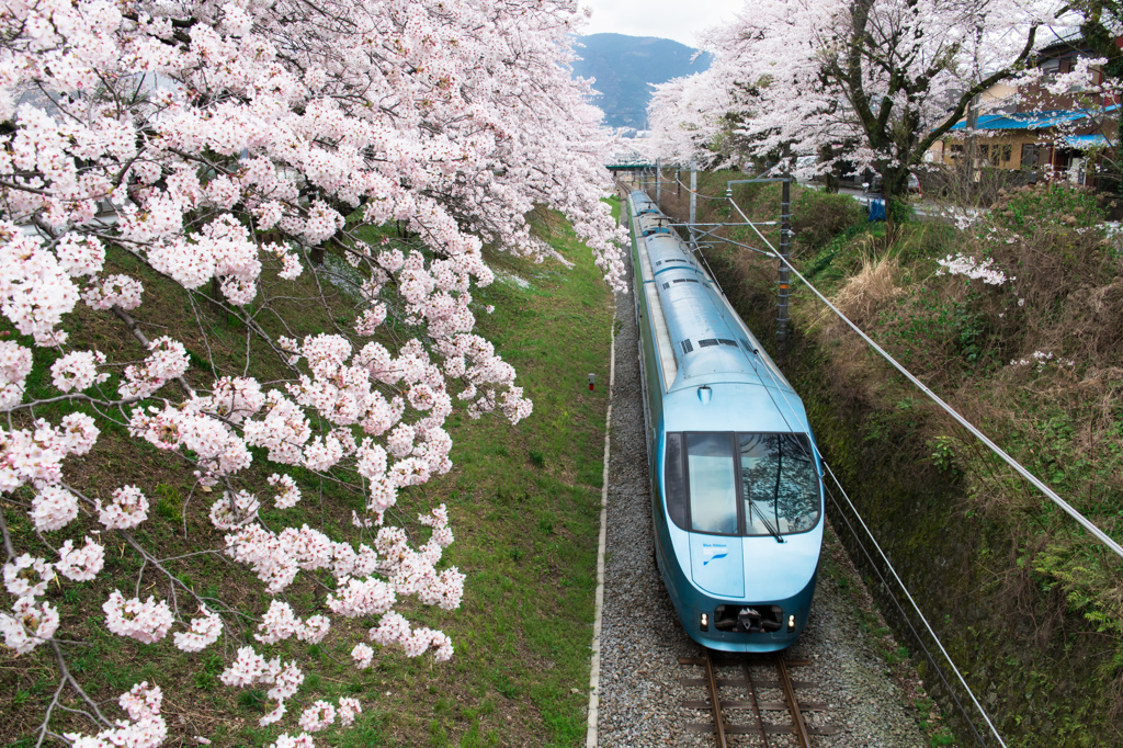 桜とあさぎり