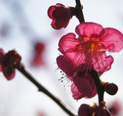 translucent