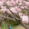 桜とカワセミ