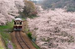 憧れの桜