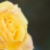 冬の華
