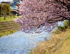 春の小川