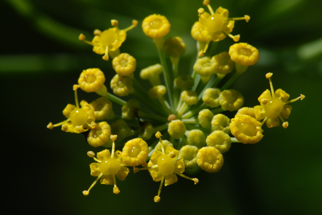 黄色いお花