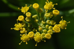 黄色いお花