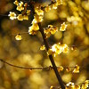 春も近いかな