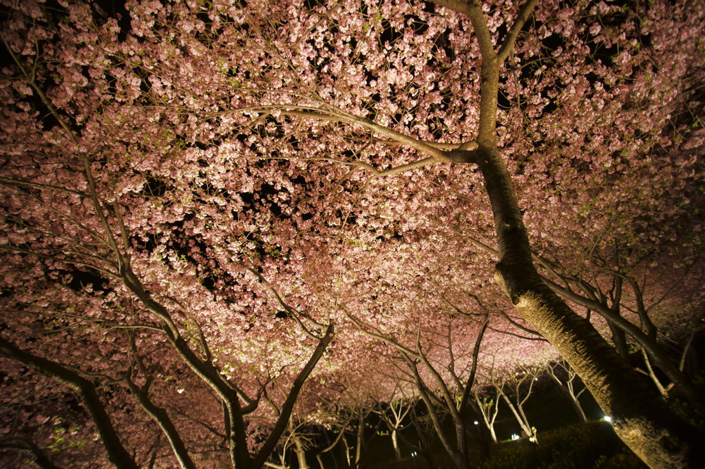 一面の夜桜