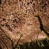 一面の夜桜