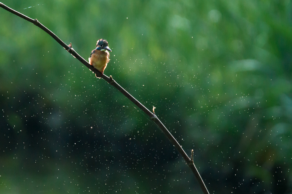Splash!