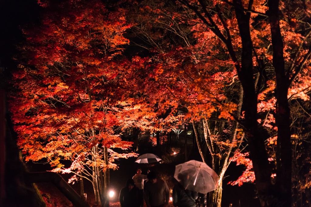 雨の紅葉