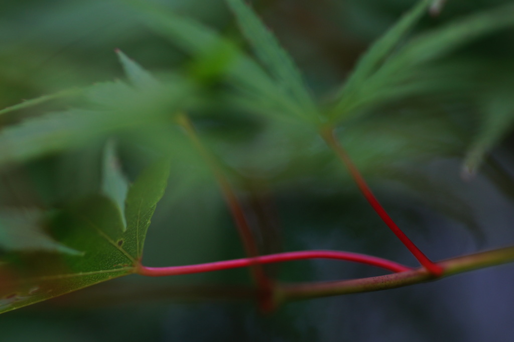 夏の紅葉