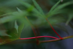 夏の紅葉