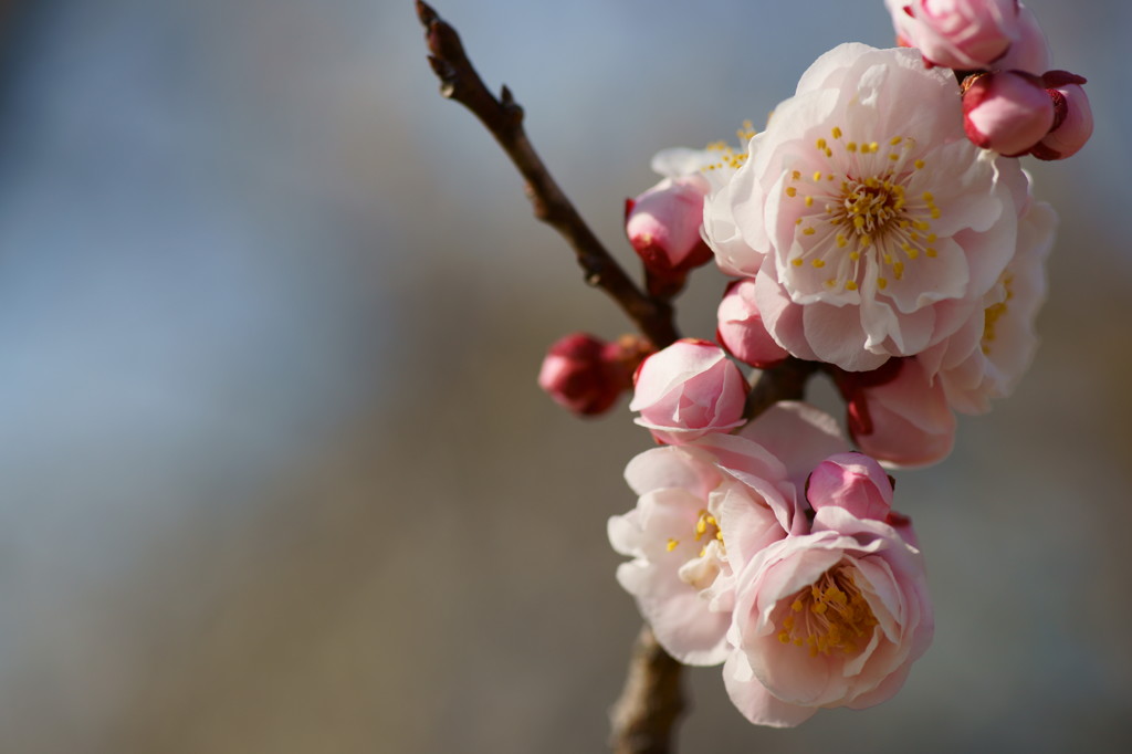 桜梅
