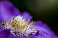 Clematis