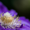 Clematis