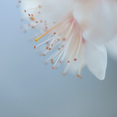 微かな春
