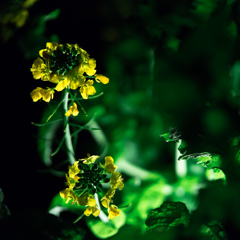 菜
