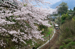 山北の桜
