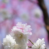 春の色
